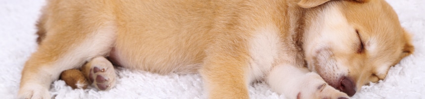 ワンちゃんの健康管理