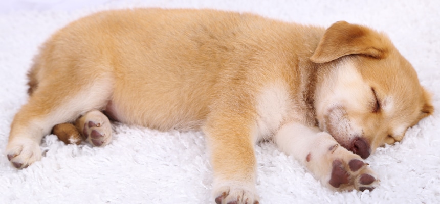 ワンちゃんの健康管理