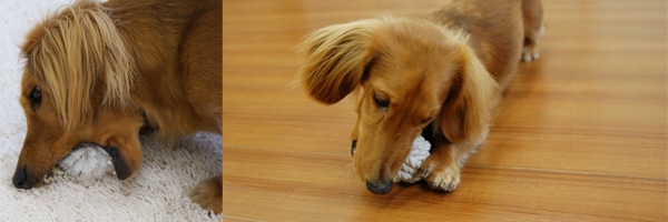 ワンちゃんの爪を切ってみよう