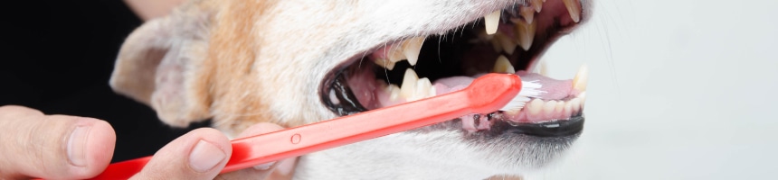 ワンちゃんのデンタルケア