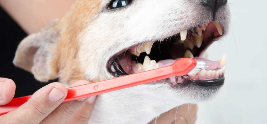 ワンちゃんのデンタルケア