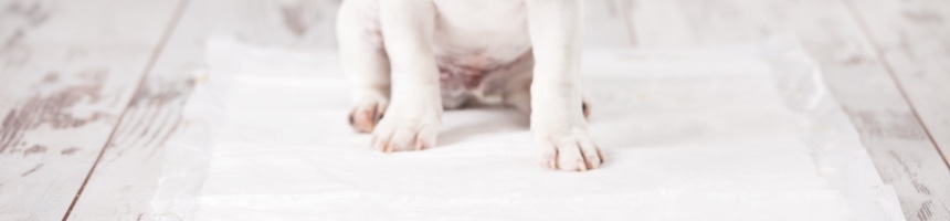 ワンちゃんのトイレのしつけ