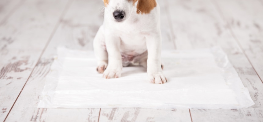 ワンちゃんのトイレのしつけ