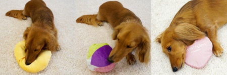 ワンちゃんのお留守番のしつけ