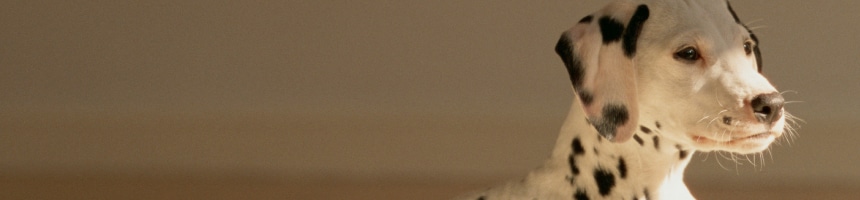 ワンちゃんのお留守番のしつけ