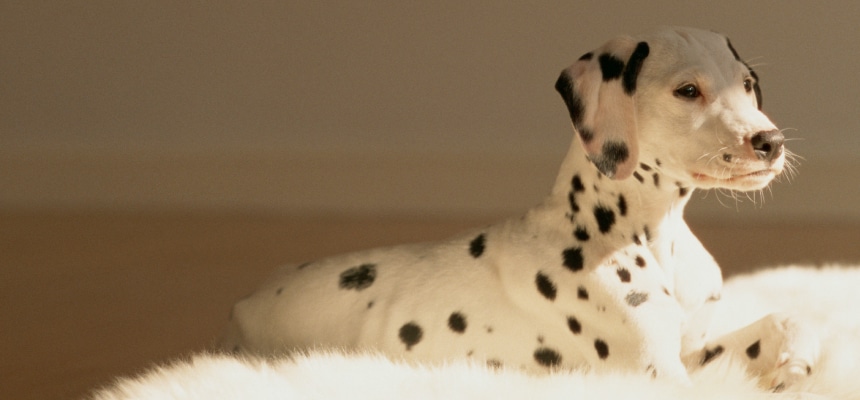 ワンちゃんのお留守番のしつけ