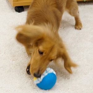 『噛む玩具』について