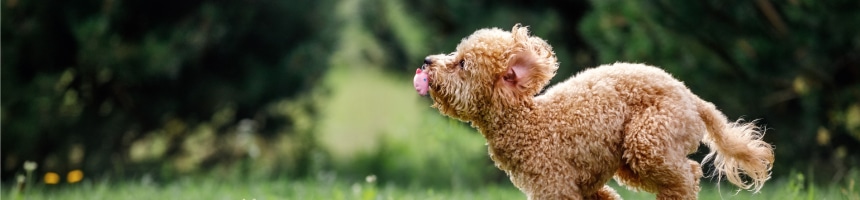 ワンちゃんの玩具選び