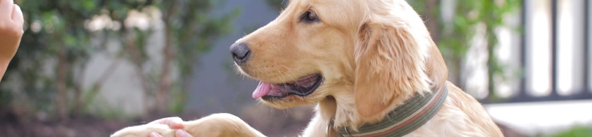 ワンちゃんをしつけるコツ