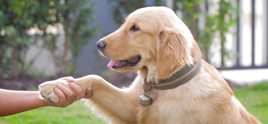 ワンちゃんをしつけるコツ