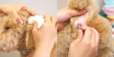 ワンちゃんをしつけるコツ