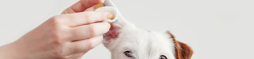 ワンちゃんの耳そうじ