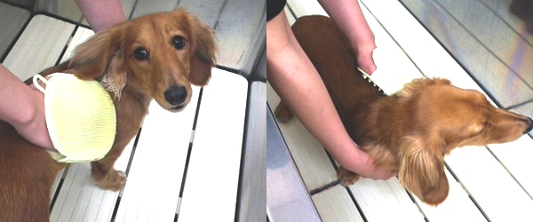 ワンちゃんをシャンプーしてみよう"