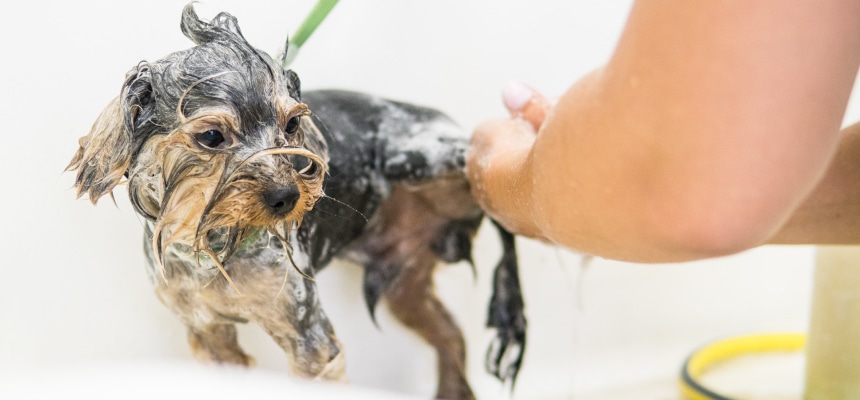 ワンちゃんをシャンプーしてみよう