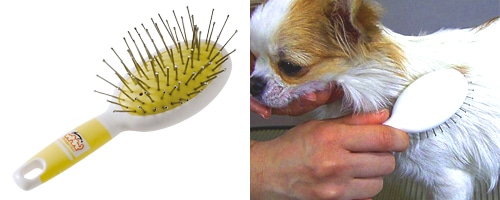 ワンちゃんのブラッシング