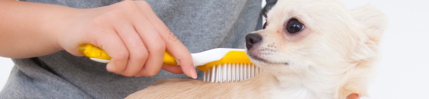 ワンちゃんのブラッシング