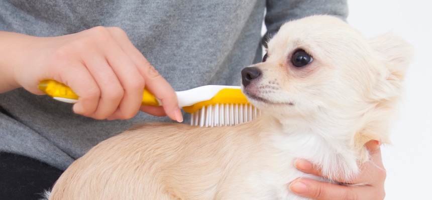 ワンちゃんのブラッシング