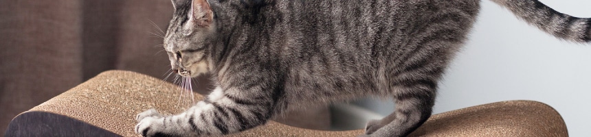 ネコちゃんの爪とぎ～　どうしてネコちゃんは爪とぎをするの？　～