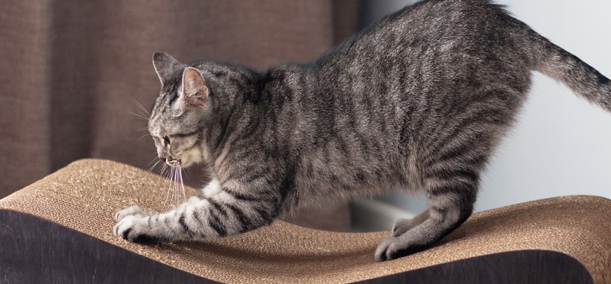 ネコちゃんの爪とぎ～　どうしてネコちゃんは爪とぎをするの？　～