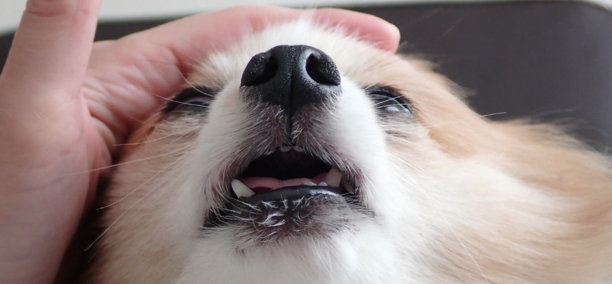 ワンちゃんの豆知識～　日々気を配る事　～