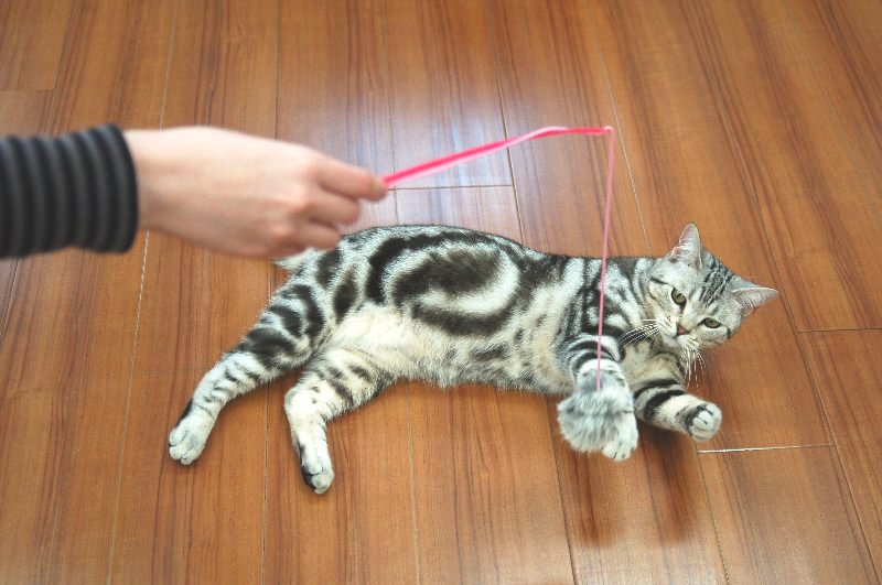 猫ちゃんと遊ぼう