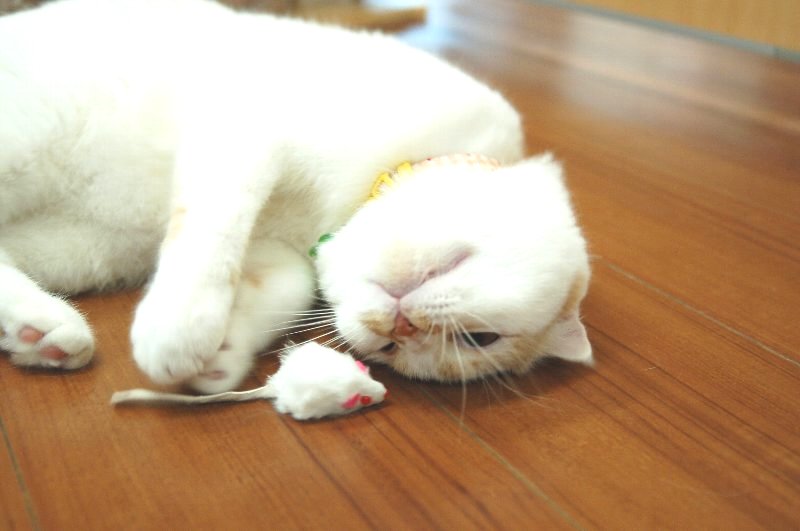 猫ちゃんと遊ぼう