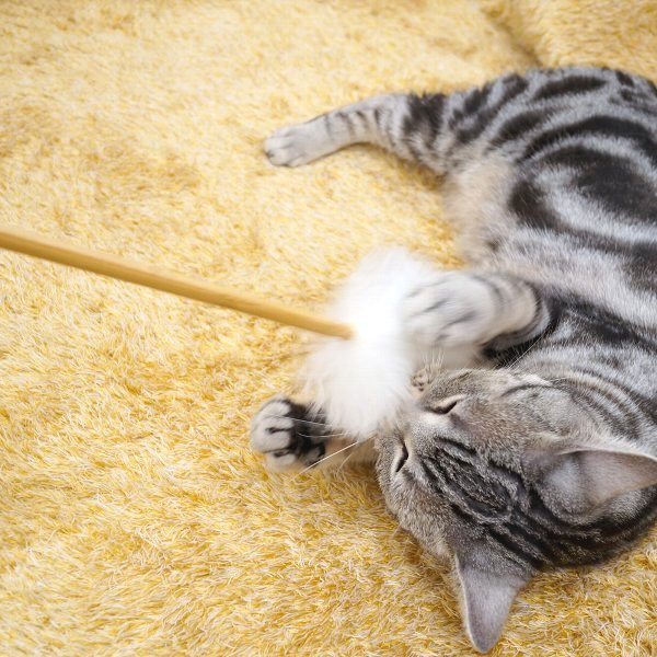 猫ちゃんと遊ぼう