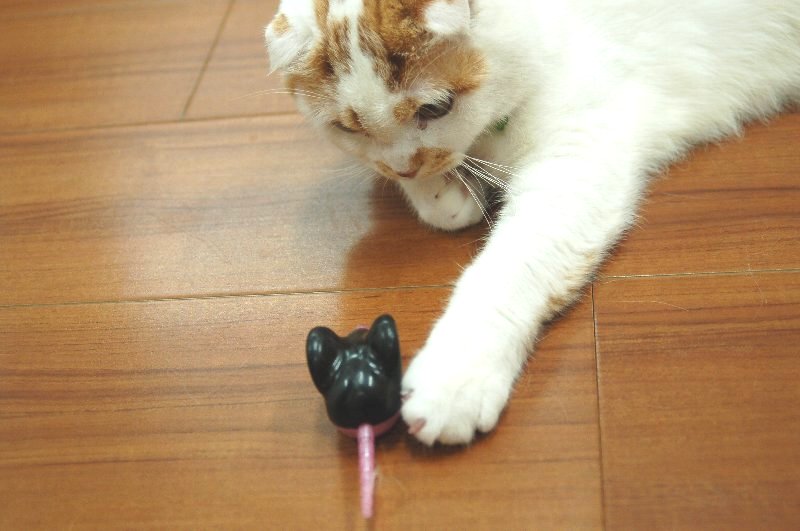 猫ちゃんと遊ぼう