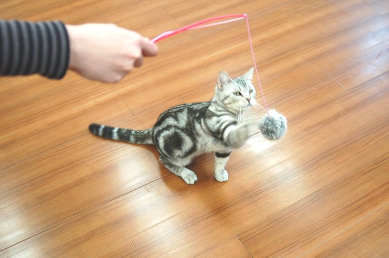 猫ちゃんと遊ぼう