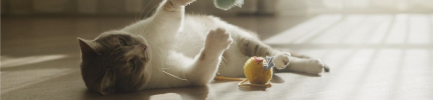 猫ちゃんと遊ぼう！