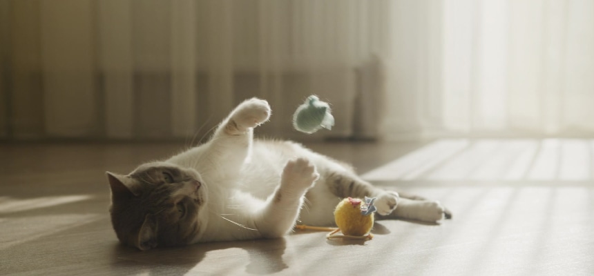 猫ちゃんと遊ぼう！