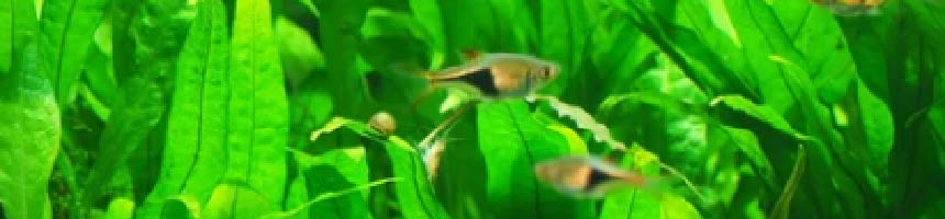 60cm以下の水槽で「熱帯魚」を飼おう