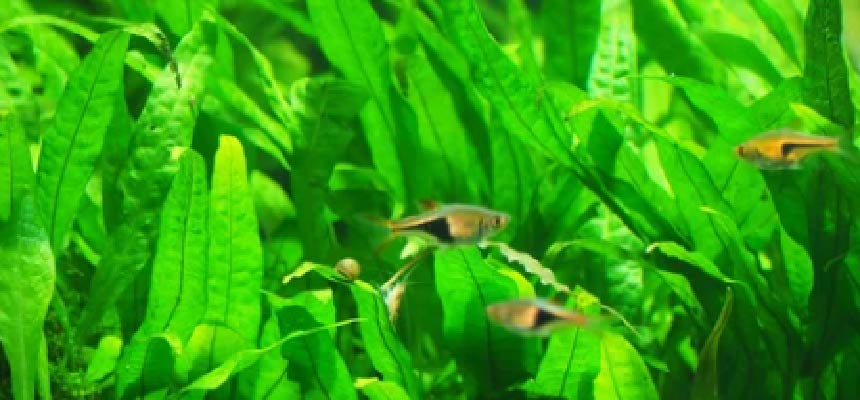 60cm以下の水槽で「熱帯魚」を飼おう
