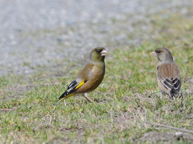 カワラヒワ