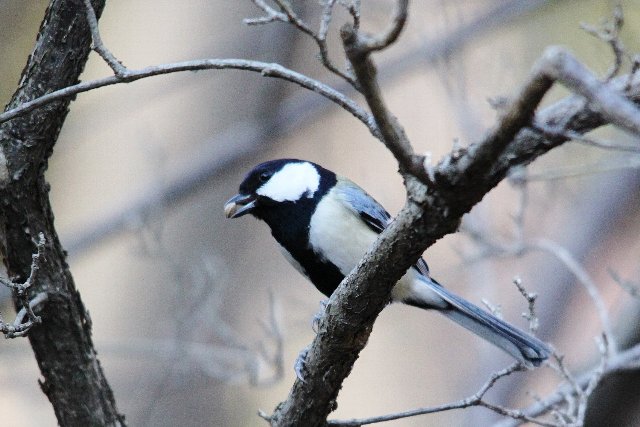 シジュウカラ