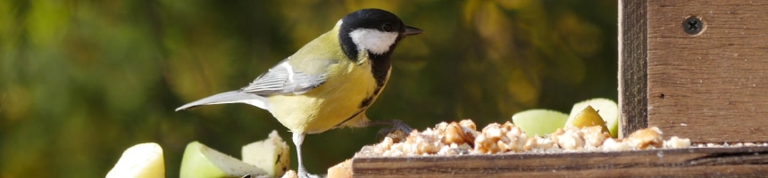 バードフィーダー（餌台）を利用した野鳥観察