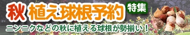 秋植え球根予約特集