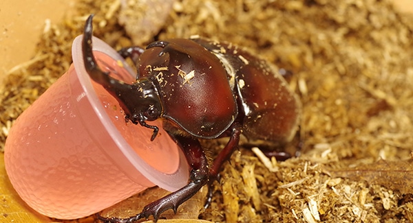 カブトムシがエサを食べてるイメージ。