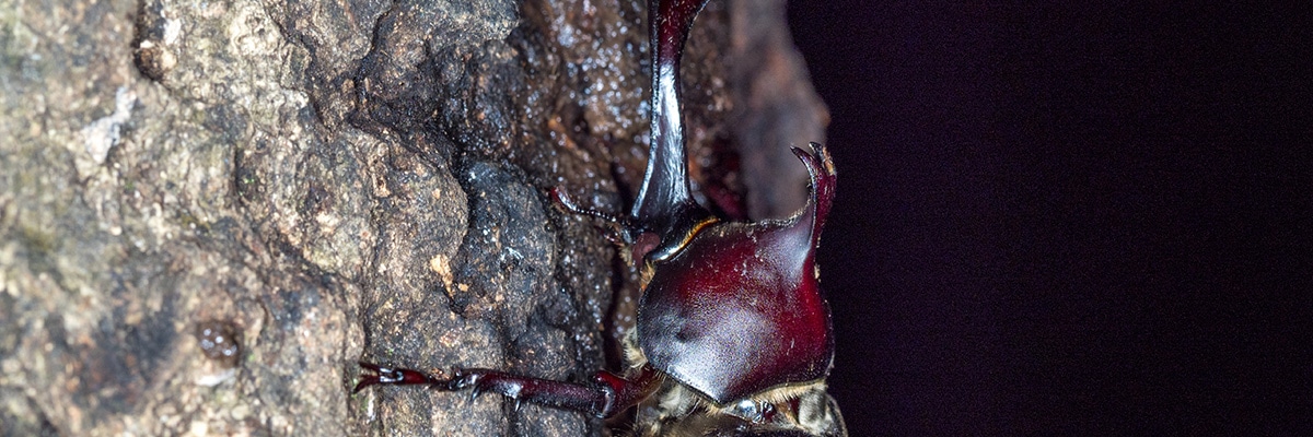 樹液を吸うカブトムシのイメージ