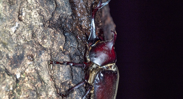 樹液を吸うカブトムシのイメージ