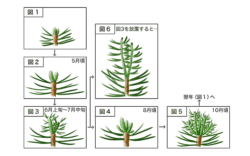 せん定の方法