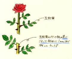 花後の剪定