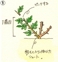 夏のシュートの剪定