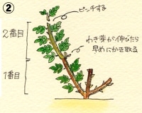 バラの育て方 夏のお手入れ Howto情報