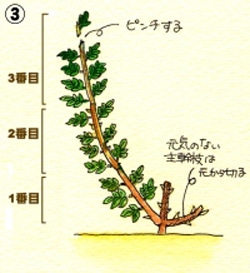 バラの育て方 夏のお手入れ Howto情報