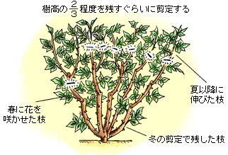 剪定の図