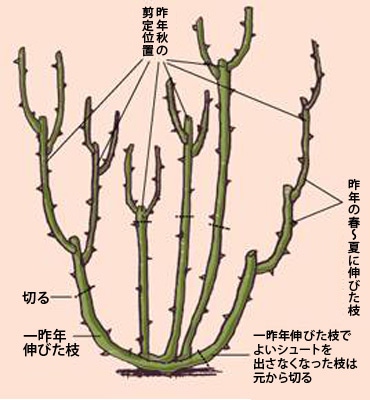 バラの育て方 冬のお手入れ Howto情報