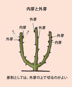 バラの育て方 冬のお手入れ Howto情報