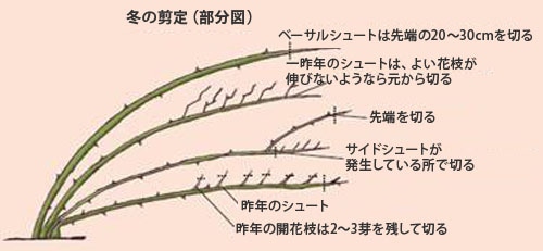 バラの育て方 冬のお手入れ Howto情報