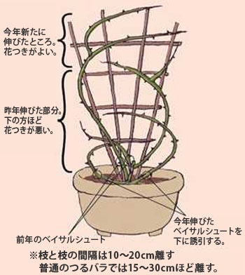 バラの育て方 冬のお手入れ Howto情報